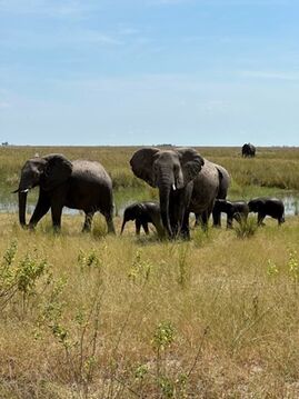 Elefant på safari