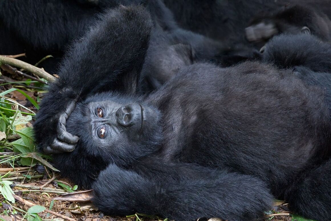 gorilla gorilla